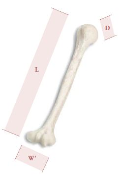 Humeral Shafts Humeral Shafts