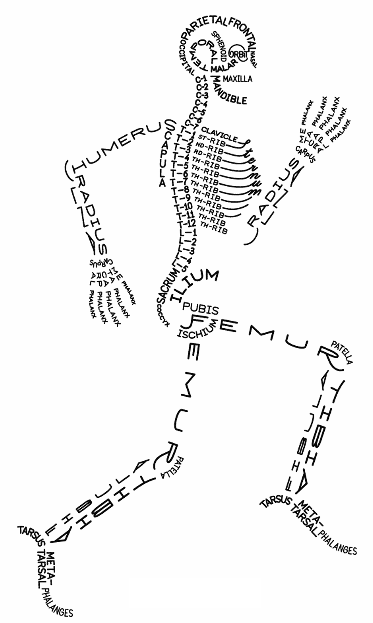 Tibial Shafts Tibial Shafts